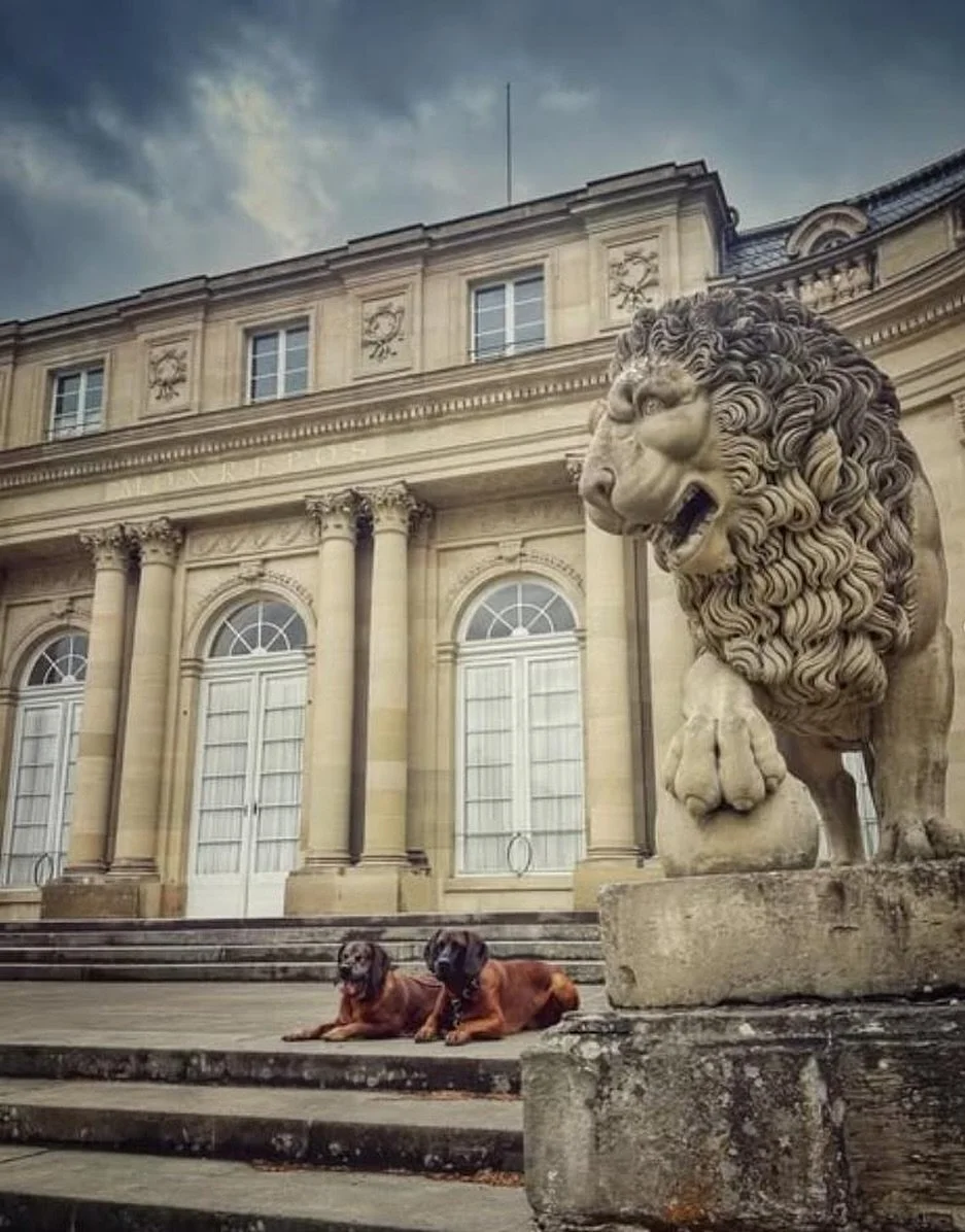 🦁🦮🦮 Eine tierische Begegnung am Schloss Monrepos. Was der L&ouml;we wohl zu den Jagdhunden sagt?

Danke f&uuml;r diese tolle Aufnahme @jennygoeshunting!

📍 Du machst auch sch&ouml;ne Bilder in der Region? Markiere @hallo.ludwigsburg f&uuml;r die 