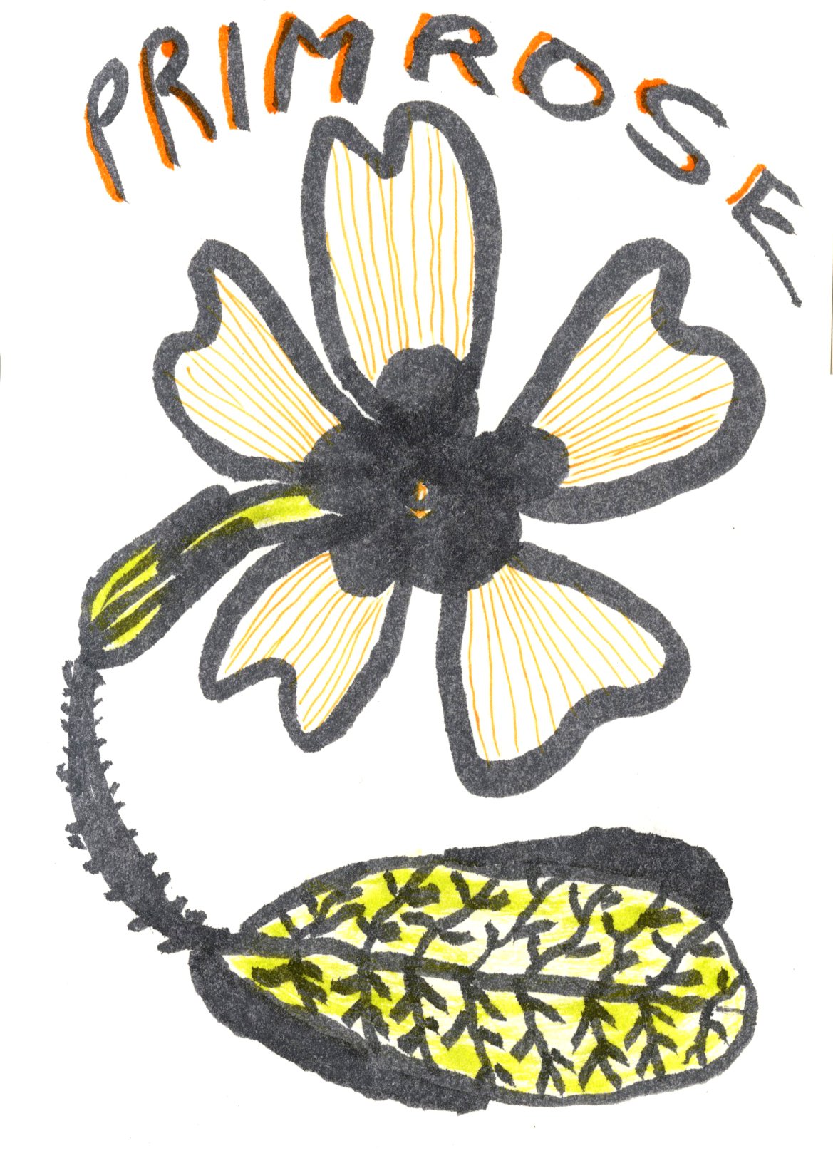 primrose.jpg