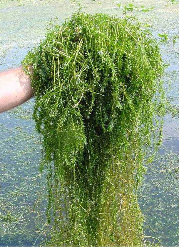 Hydrilla_hand.jpg