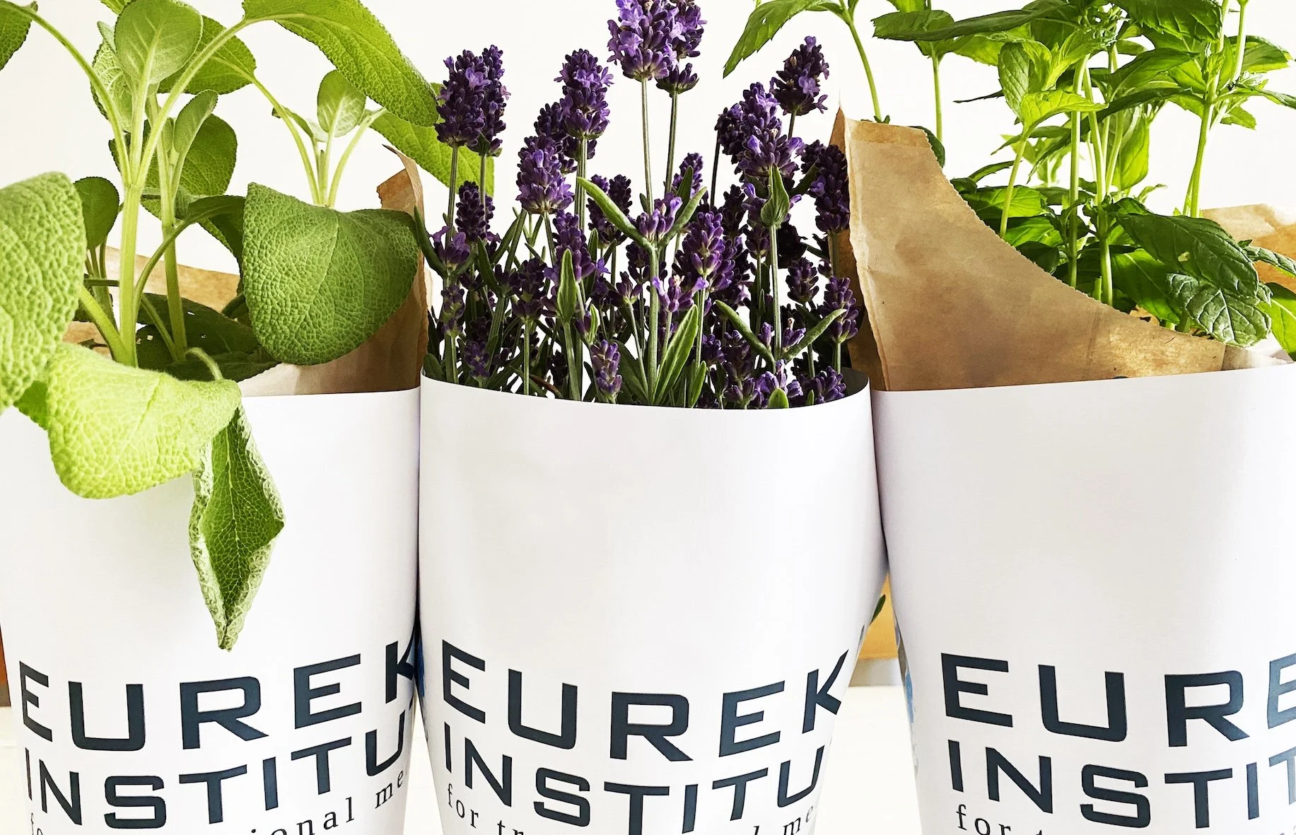 hortus-strook26-reserve2.jpg