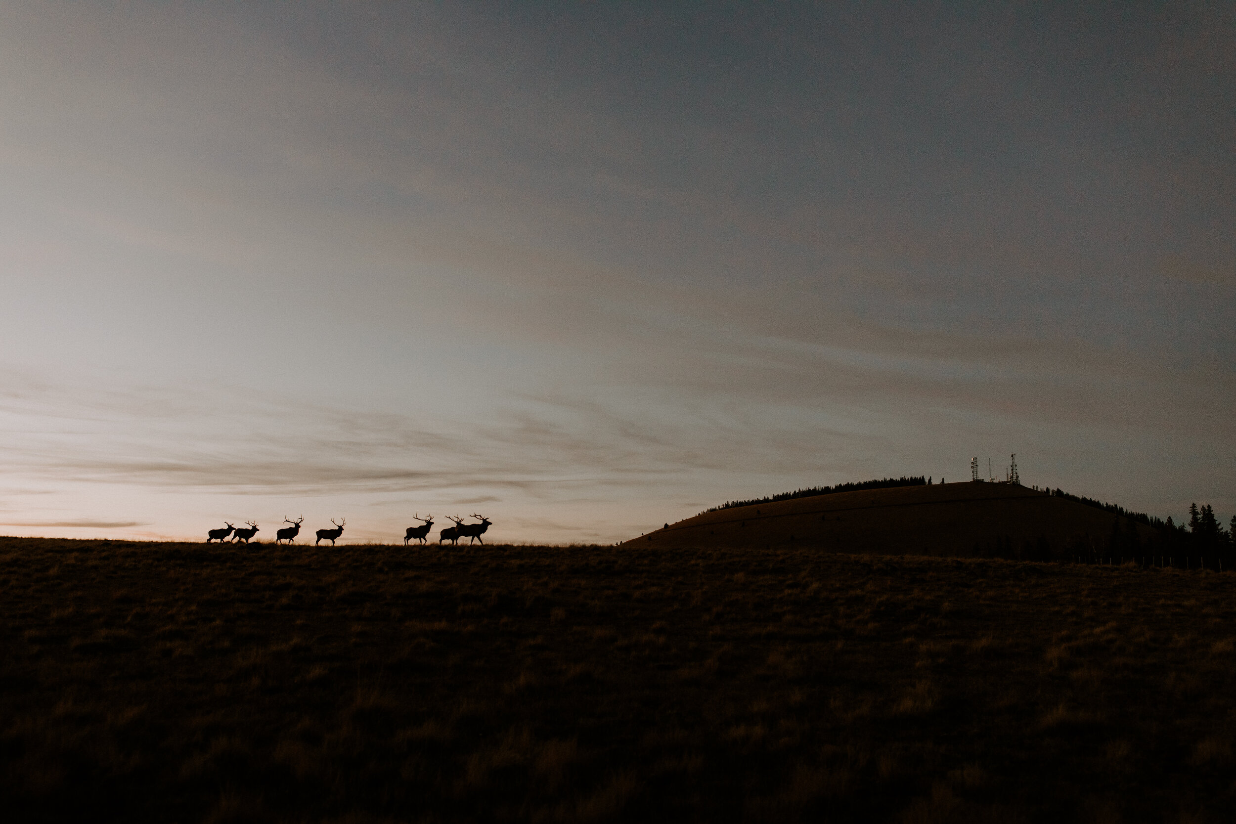Reindeer Silhouette