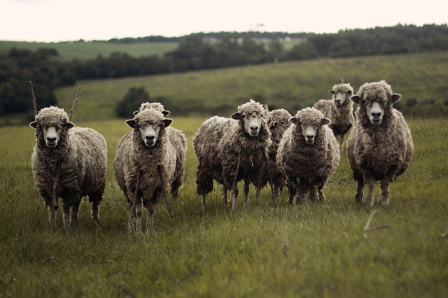 sheep-690371_640.jpg