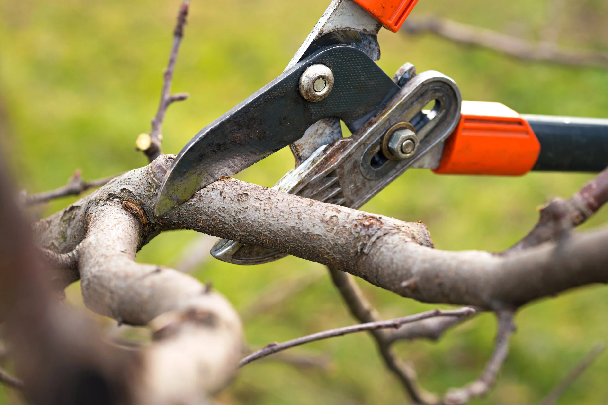 Pruning - landscapers near me Mokena IL