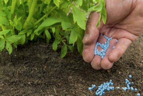 Keep Your Homer Glen, IL Area Landscape Design Thriving With Proper Plant Care