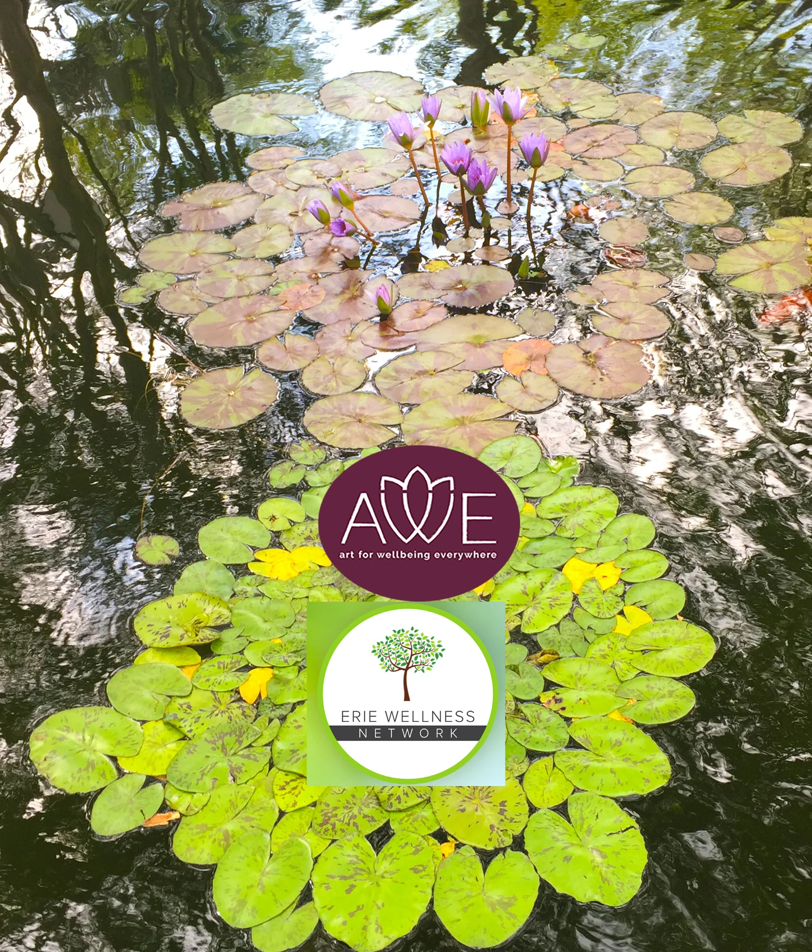 Erie Wellness Network Night