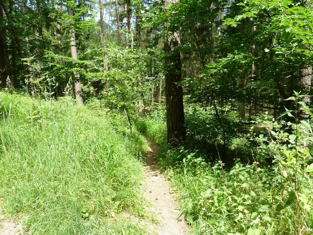 Einstieg zum ersten Trail bei der Hohen Warte