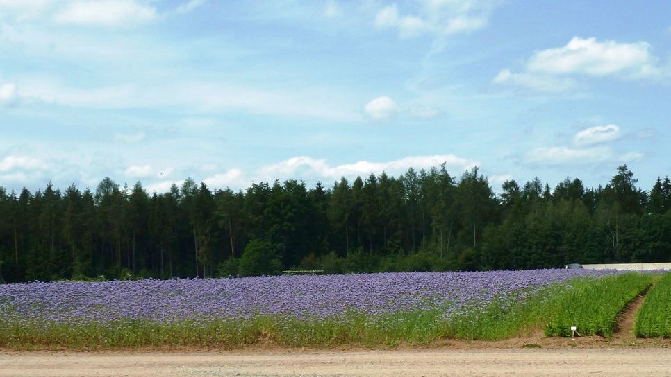 Pflanzgarten der Bayerischen Staatsforsten