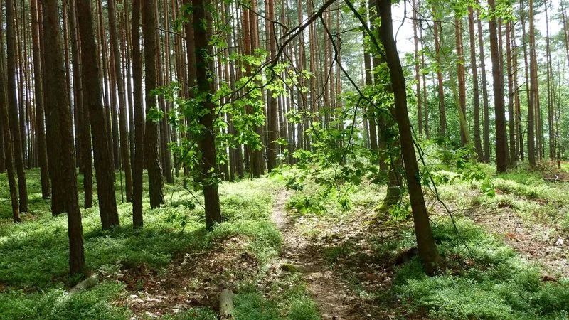 Waldrunde über Ramsenthal nach Theta