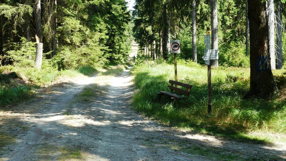 Der Mittelweg geht pfeilgerade durch die Königsheide.