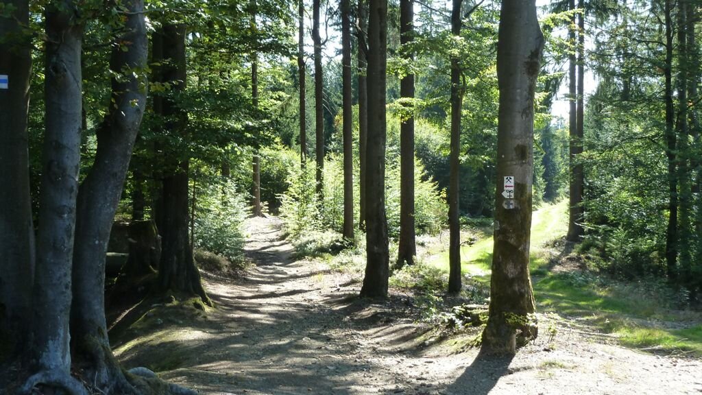 ... schlängelt sich 2 Kilometer durch den Wald