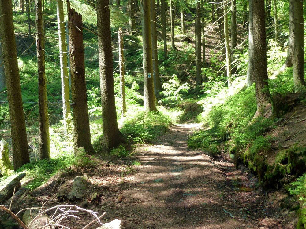 Trail auf dem Jägersteig