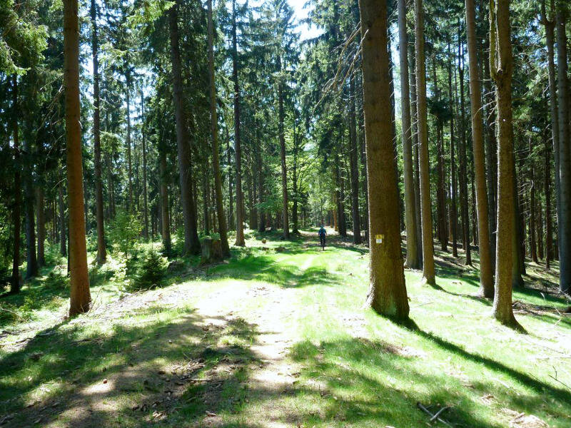 Trail (Südweg) im Lenauer Forst