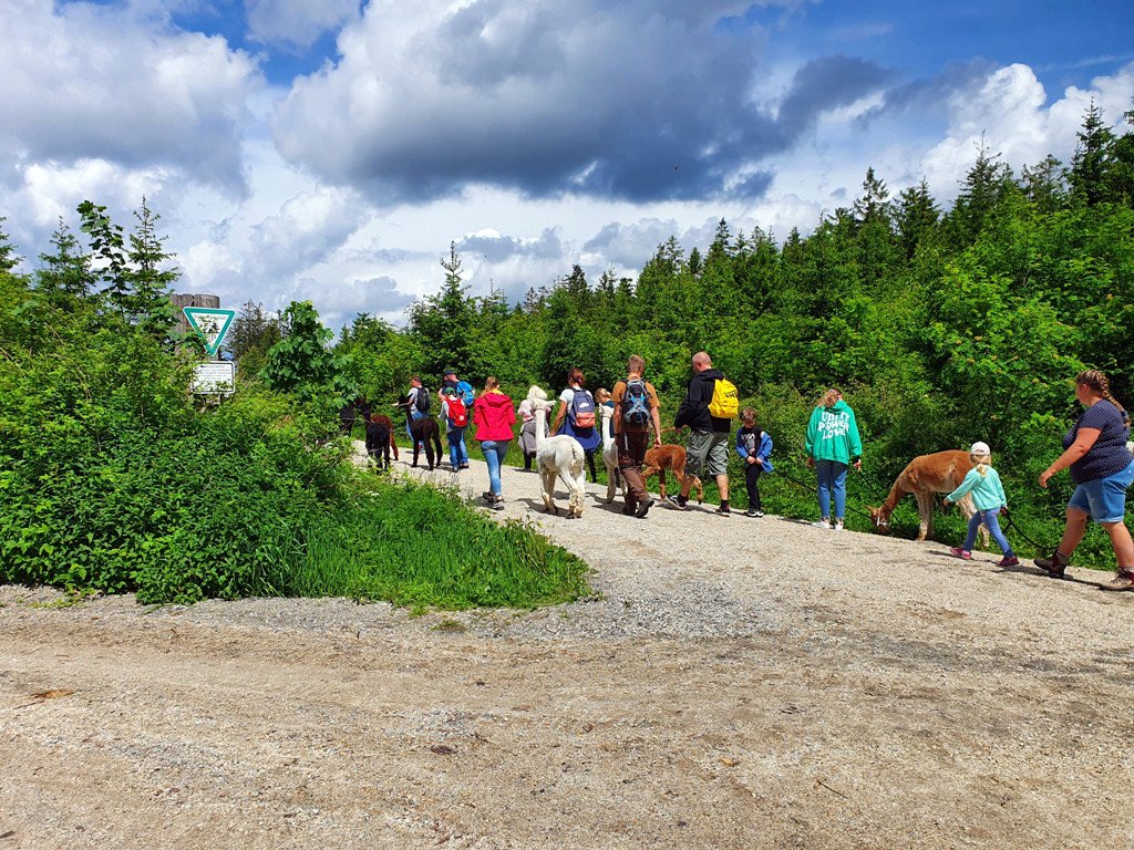 Alpaka-Wanderung am Rudolfsattel