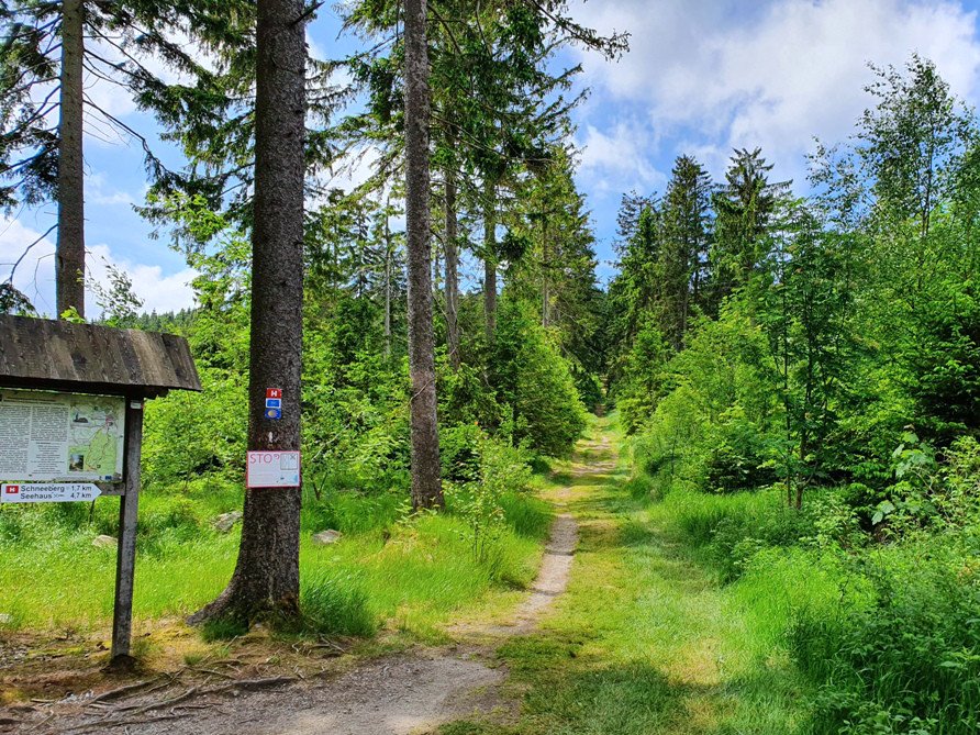 Reitschule-Trail (H-Weg) auf den Schneeberg