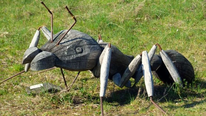 Mit dem MTB zur Riesenameise auf dem Oschenberg