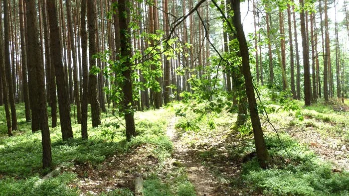 MTB-Waldrunde von Bayreuth nach Theta