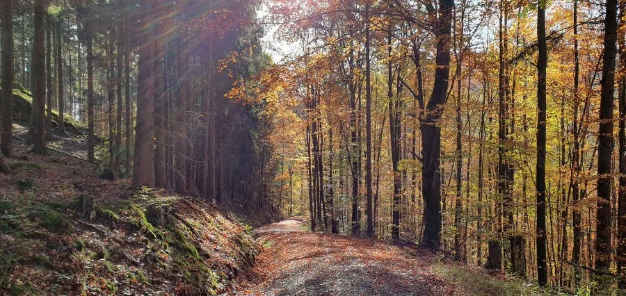 Kleine MTB-Runde im Südlichen Hochwald