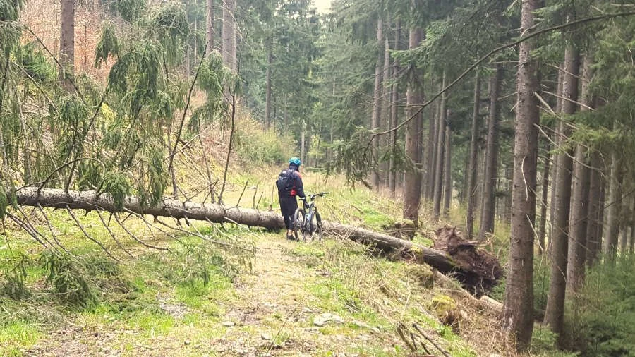 MTB-Waldrunde im Goldkronacher Forst