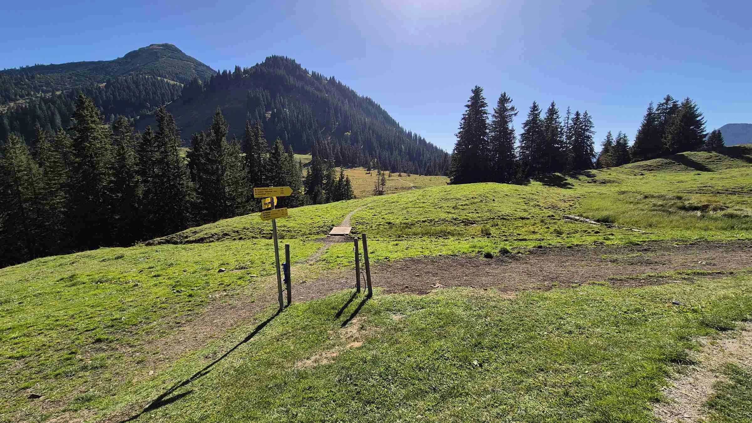 Almboden der Enningalm in Südausrichtung mit Blick auf Krottenköpfel