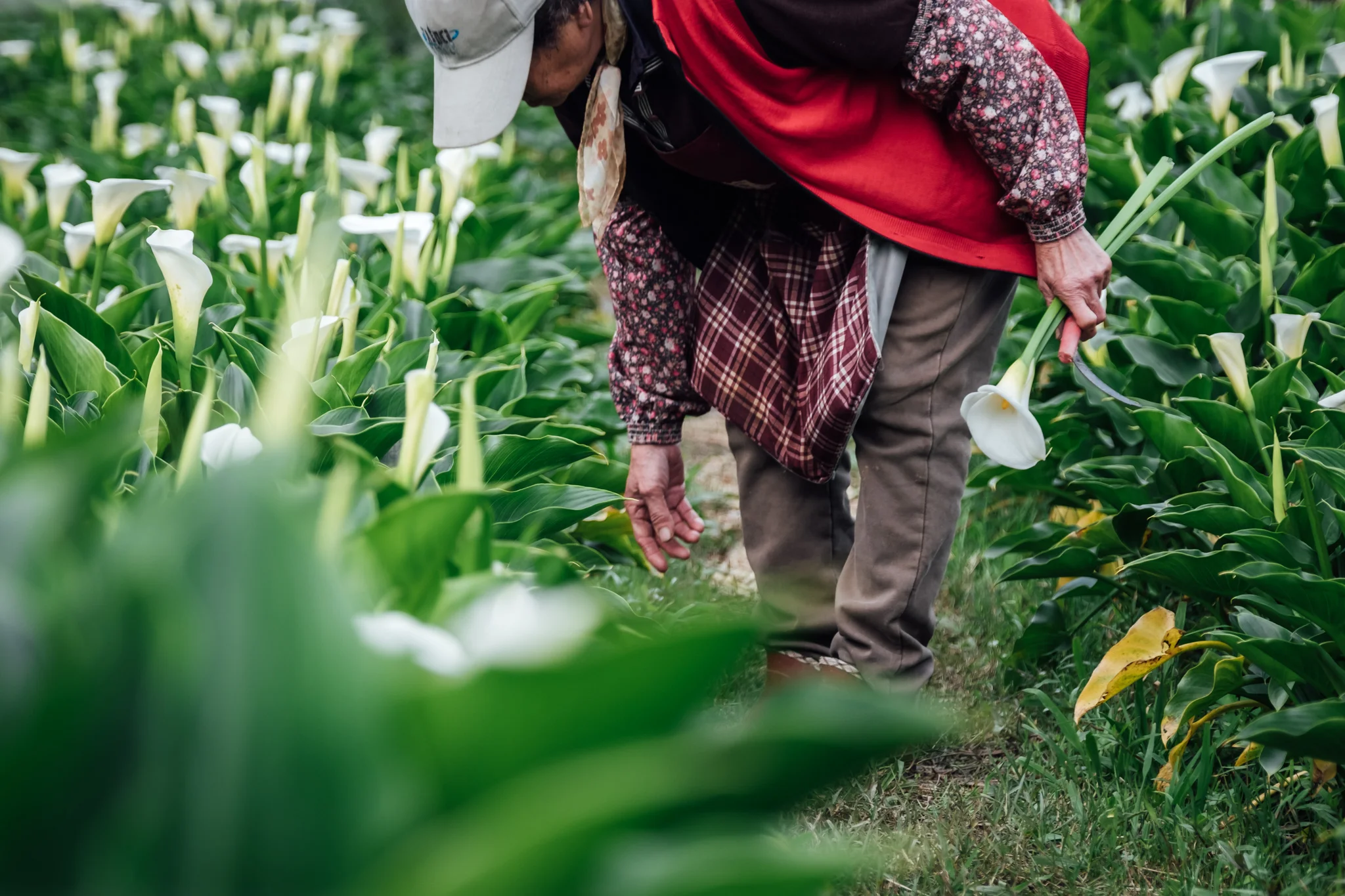 Flower picker in a sea of Calla Lilies at Zhuzihu in Yangmingshan National Park