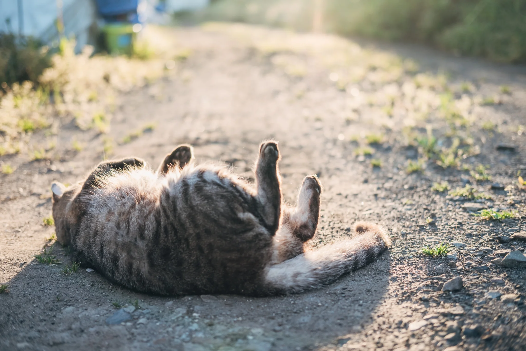 My dad’s cat in Shibushi, Kagoshima