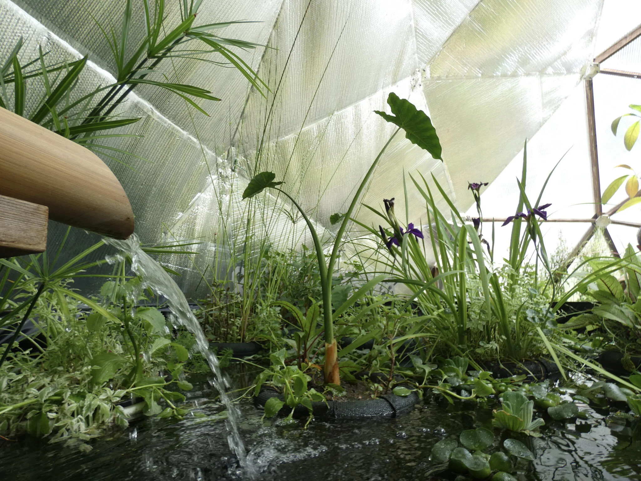 Aquaponics growing dome greenhouse pond interior