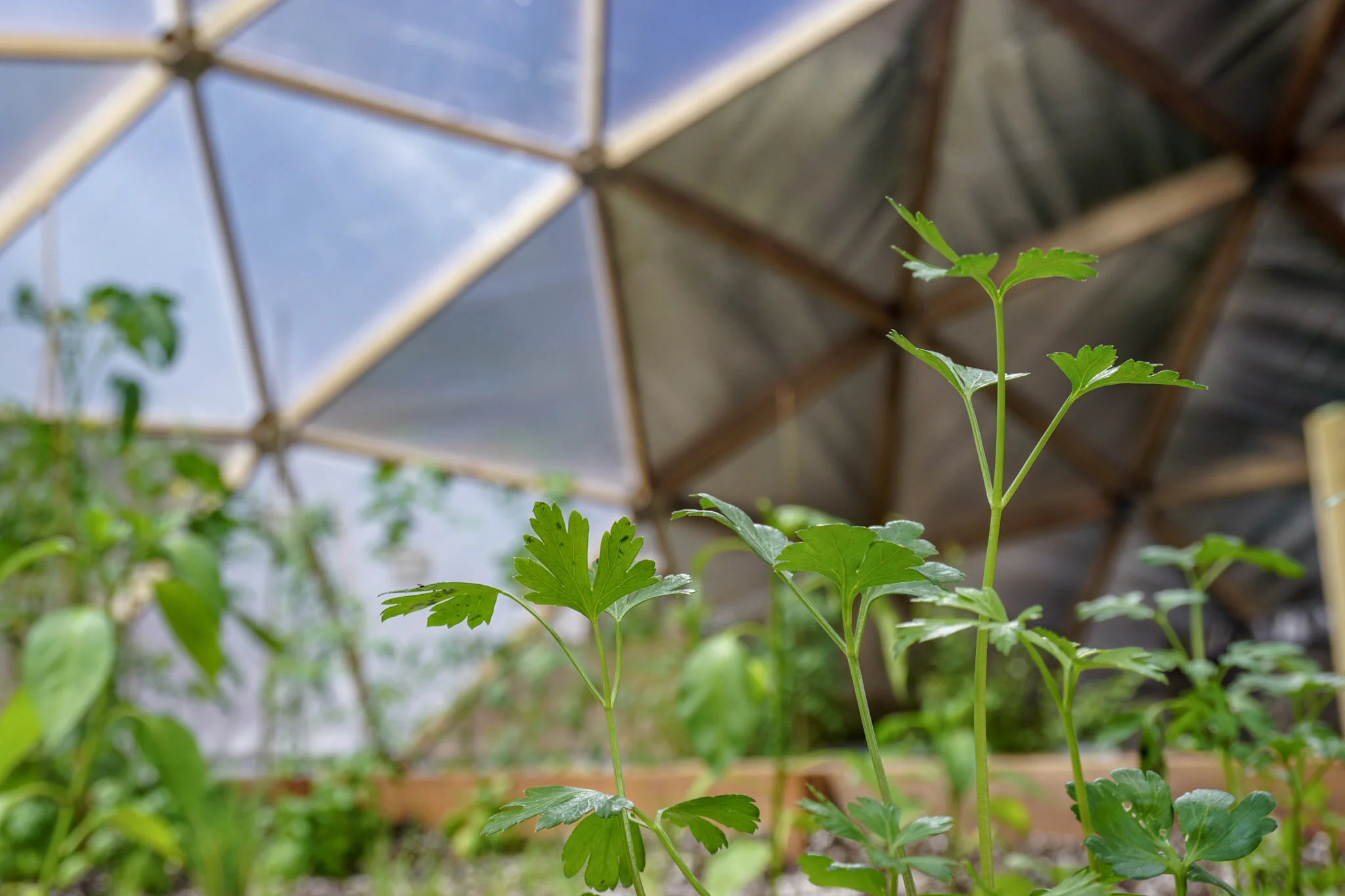 Canadian greenhouse garden seeds seedlings