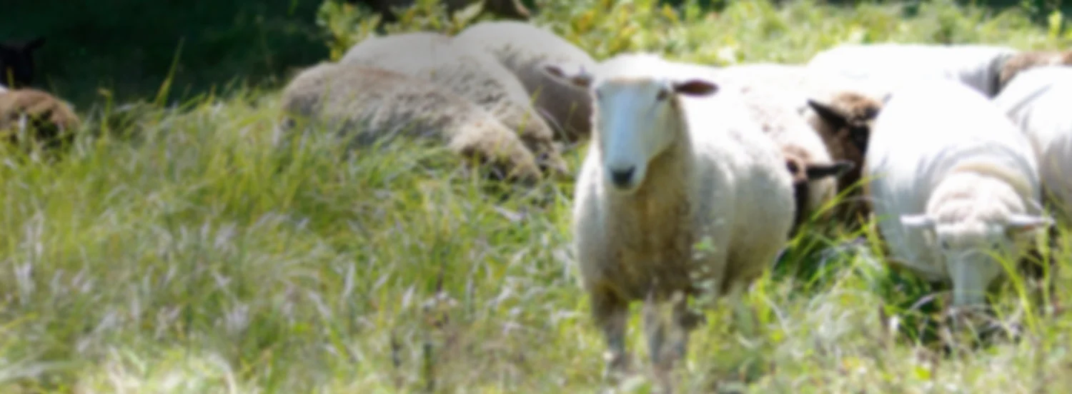 Register Your Sheep — American Coopworth Registry
