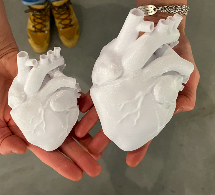 Plastic child's heart and an adult's heart sculptures