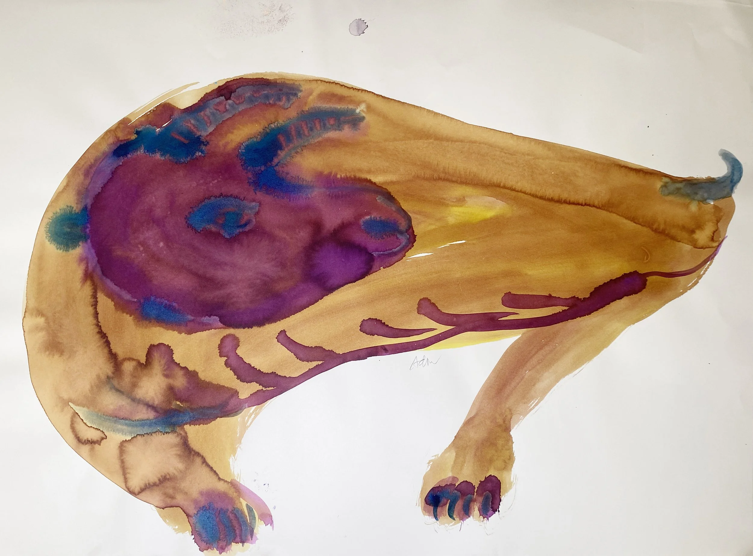 yellow bull,   59x44cm, ink on watercolour paper.jpg.jpg.jpg