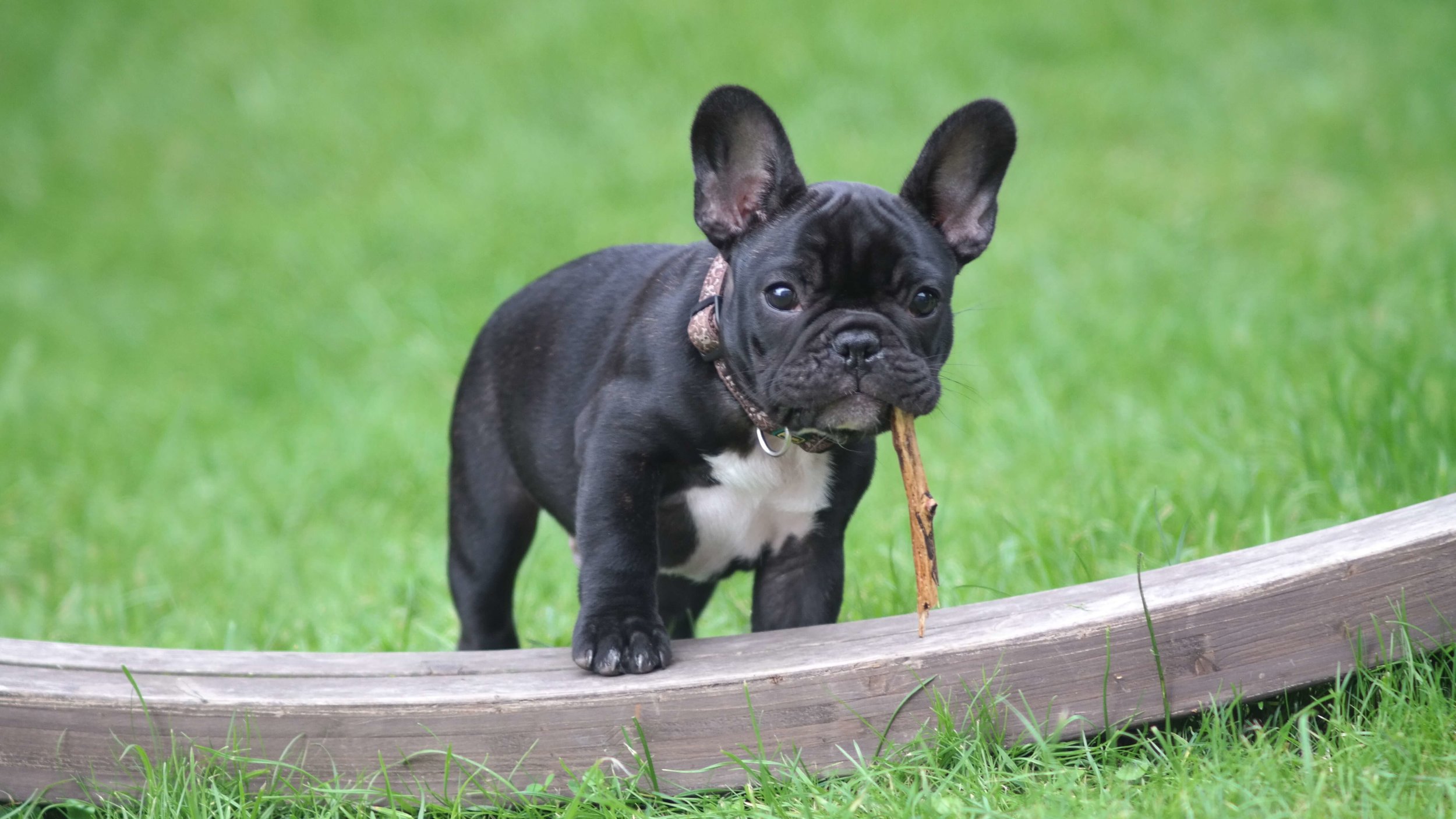 pets at home french bulldog for sale