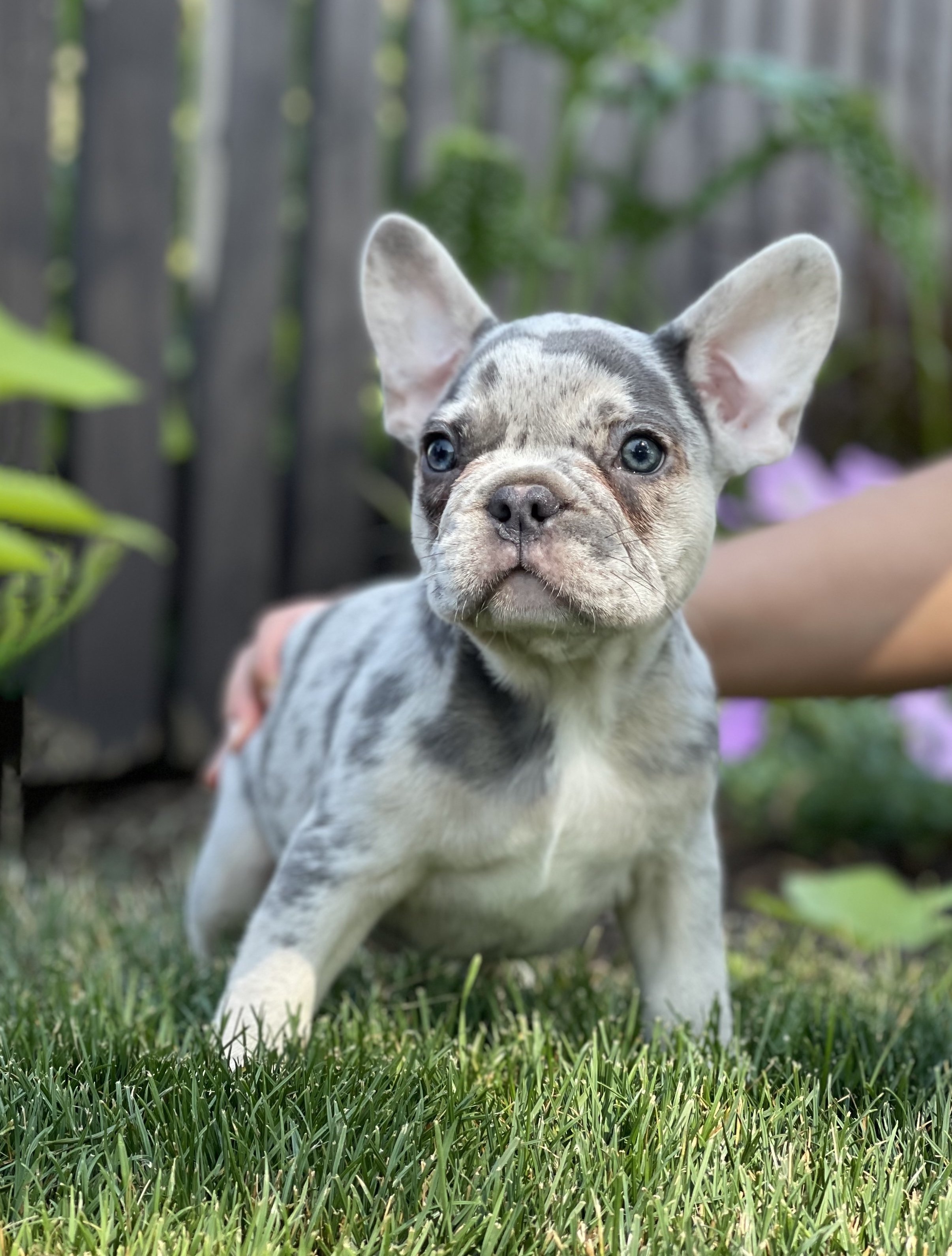 Our Puppies — Acre Lake Frenchies