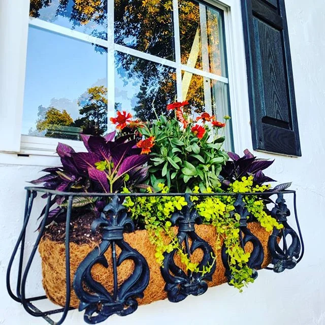 Grow babies grow!!! The cottage is coming along 💕🌱