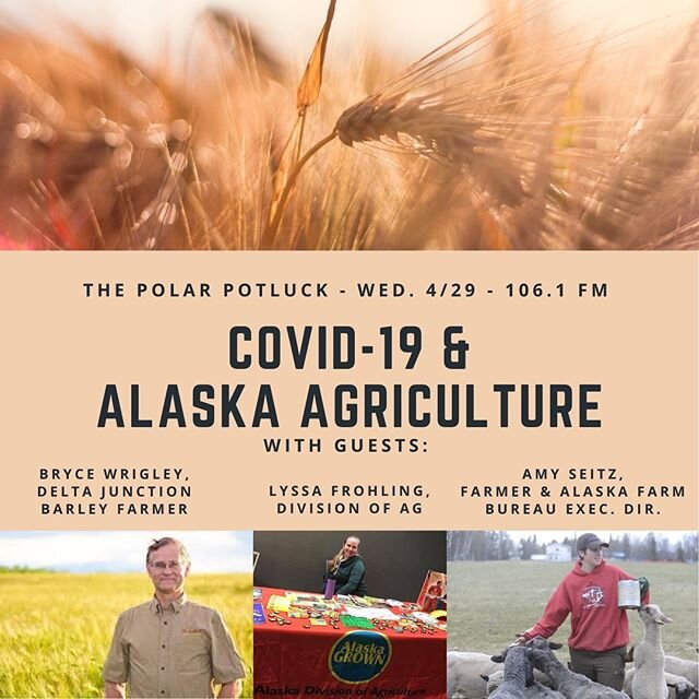 This Wednesday at 10am on @outnorthradio we&rsquo;ll chat with the #alaskafarmbureau, the @buyalaskagrown folks at the Division of Agriculture, and the @alaskaflourcompany  about Alaska Ag and Covid-19. Food systems challenges and opportunities aboun