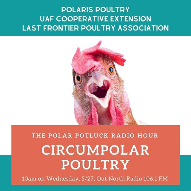 Bawk! This week on The Polar Potluck, we&rsquo;re talking about Circumpolar poultry! From backyard flocks, to commercial production, learn more about the challenges and opportunities associated with raising poultry in the North &mdash; from some of t