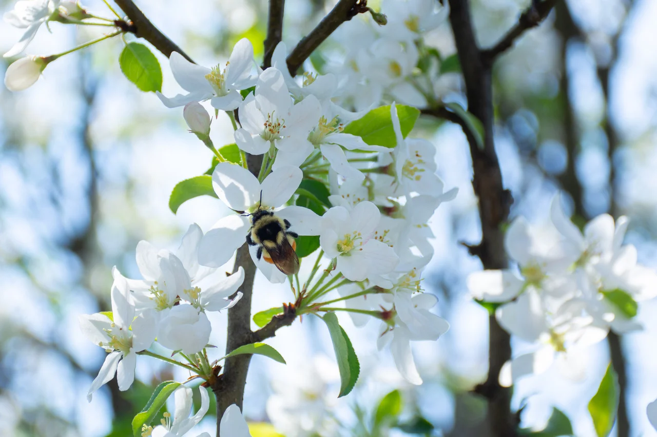 Dolgo Crab Apple is one of the hardiest species of crab apple. This fruit tree accent tree combination is commonly used in urban landscapes. Dolgo Crab Apple produces clusters of white flowers before its deep green foliage emerges. Its small apple-like fruit is great for jams and jellies.