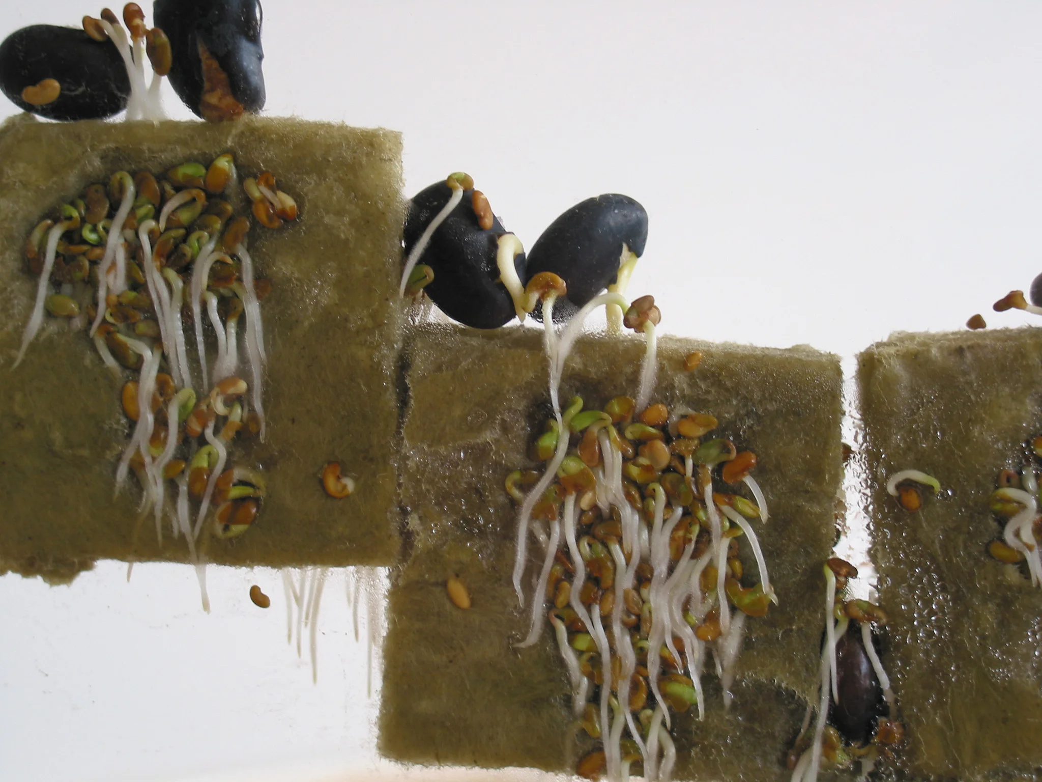 Ant Farm, 2001