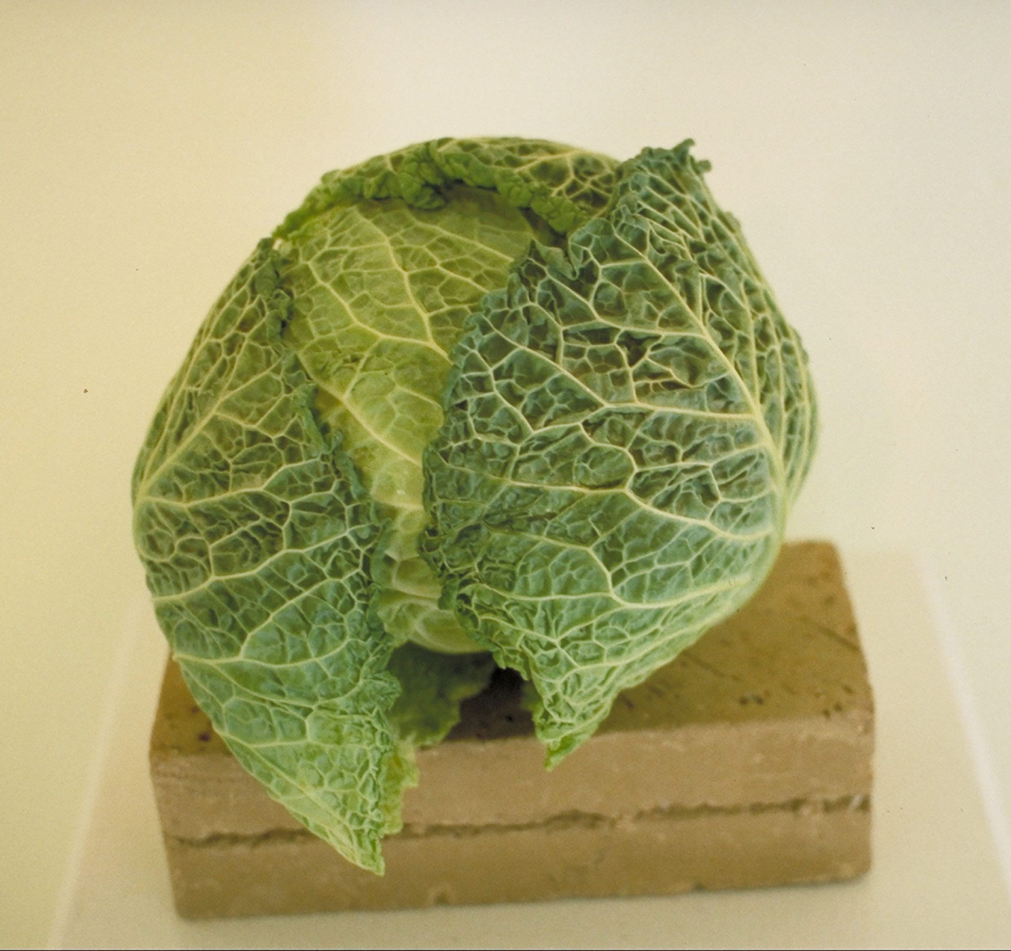 Cabbage, 2001