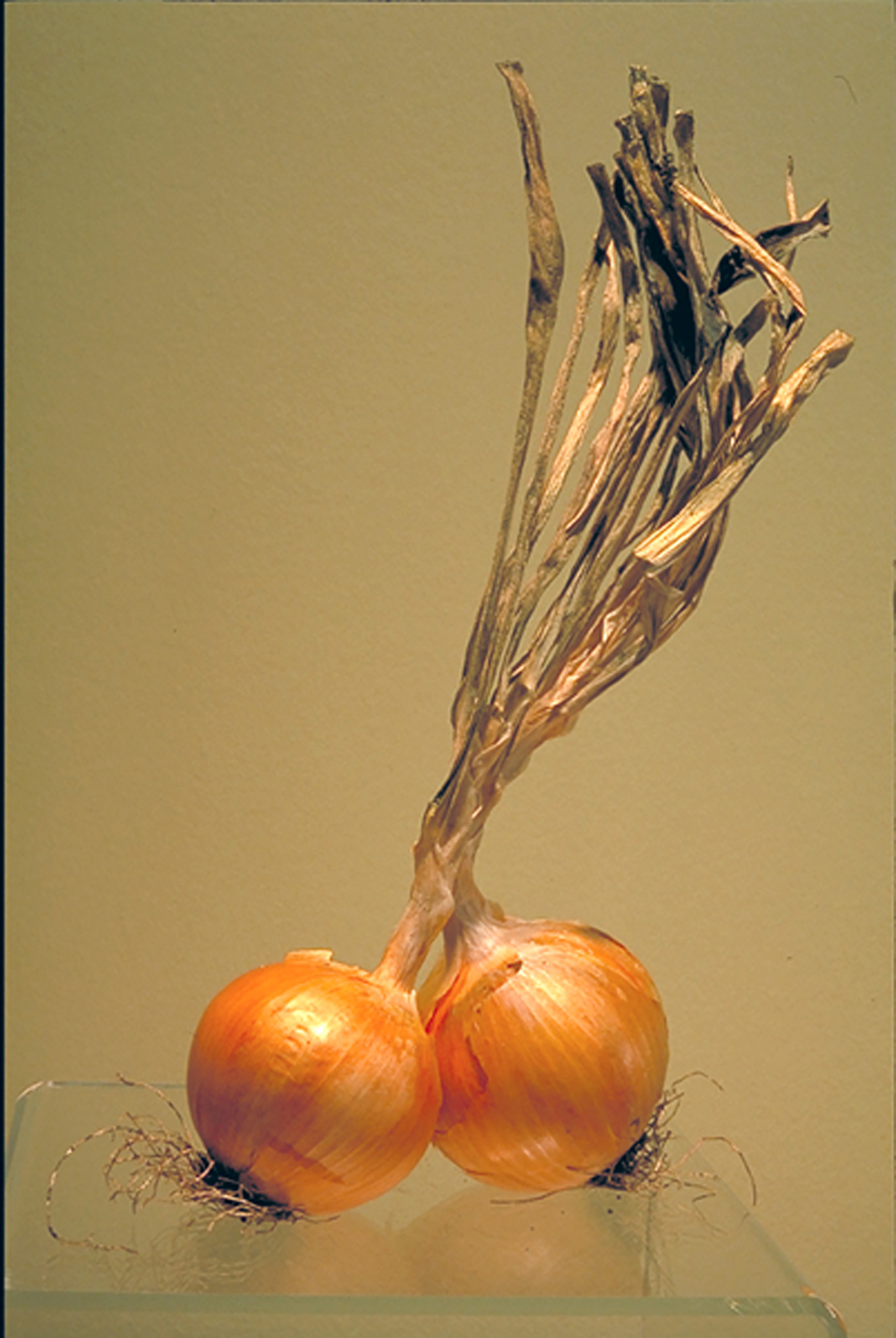 Onions, 2001