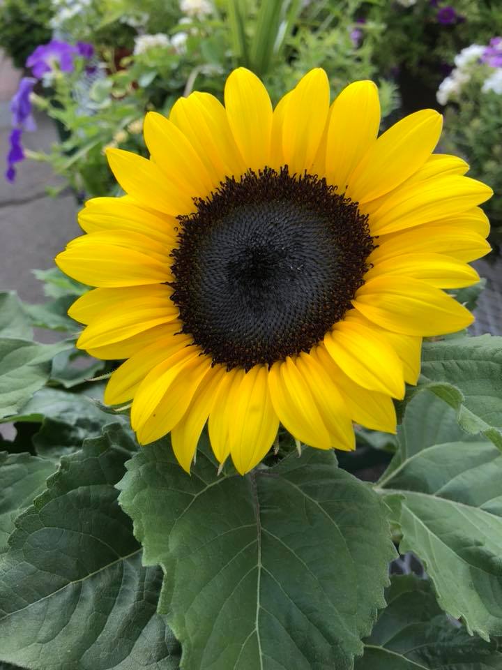 sunflower .jpg