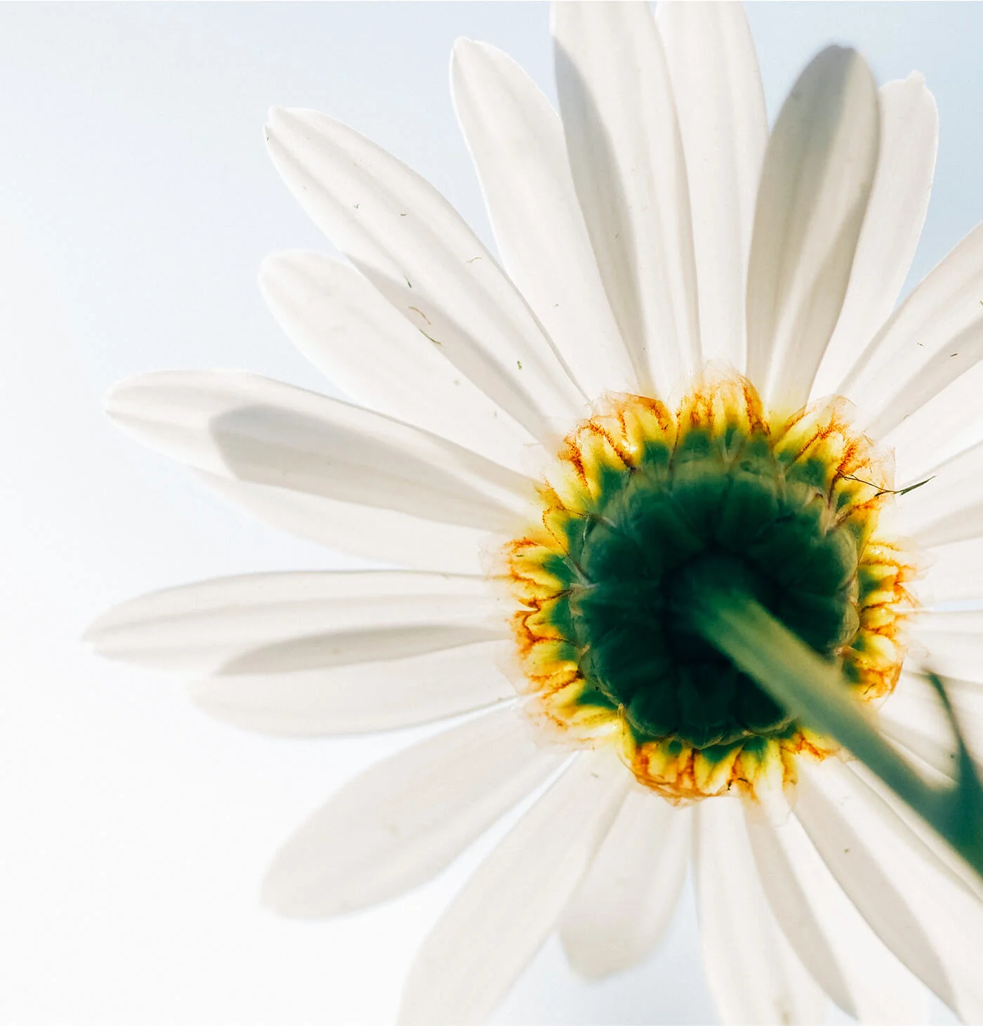 flower.jpg