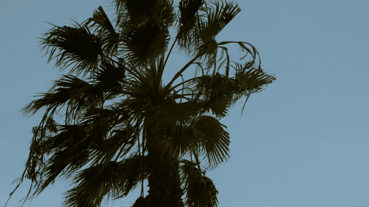 NOWNESS - BE MY WITNESS