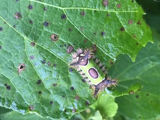 Saddleback Caterpillar.jpg