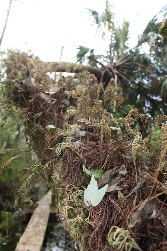 resurrection fern.jpg
