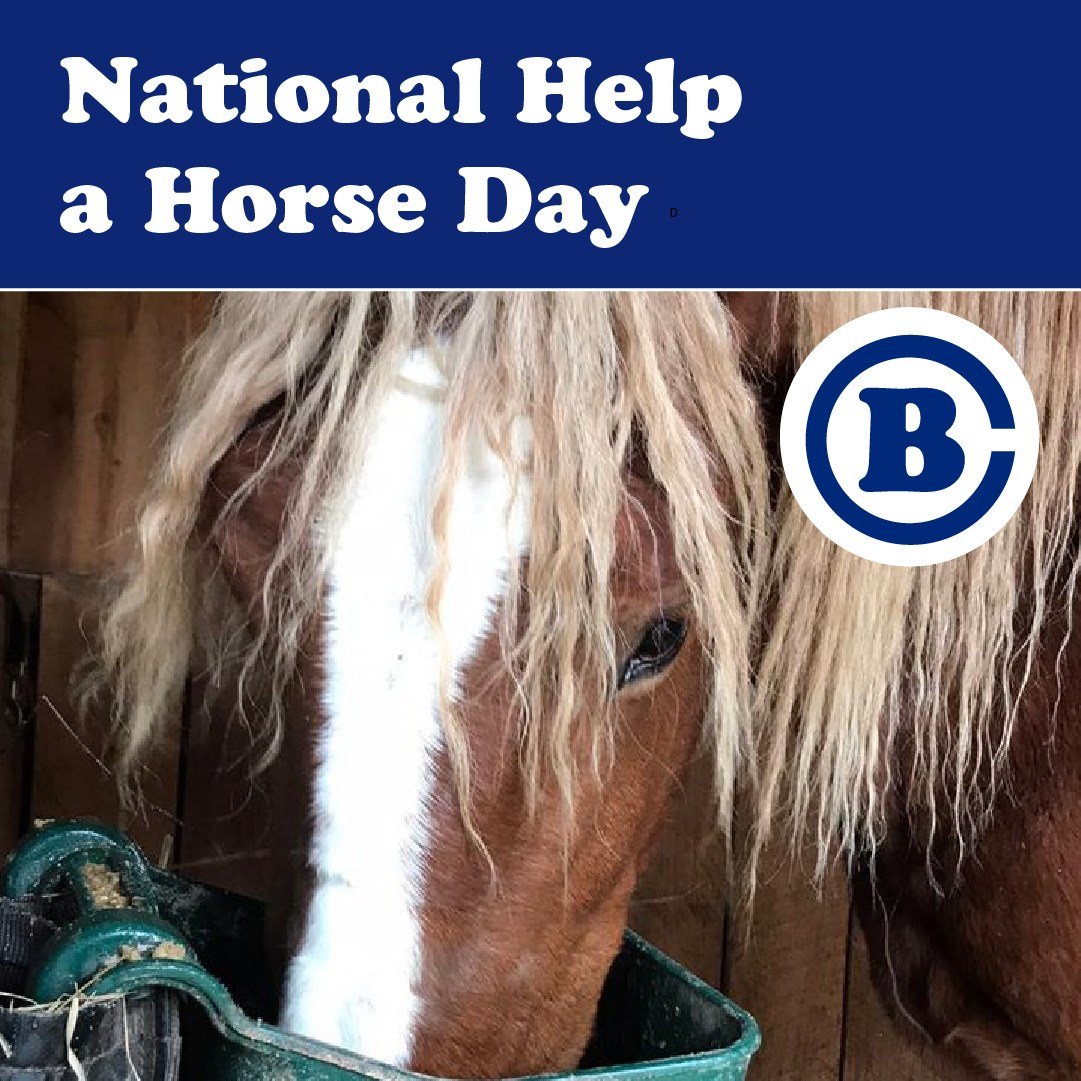 National Help-A-Horse Day
This day is dedicated to elevating the awareness of abused and neglected horses. It is to encourage all horse lovers to find ways to participate in assisting organizations by volunteering or donating to their cause. Sites li