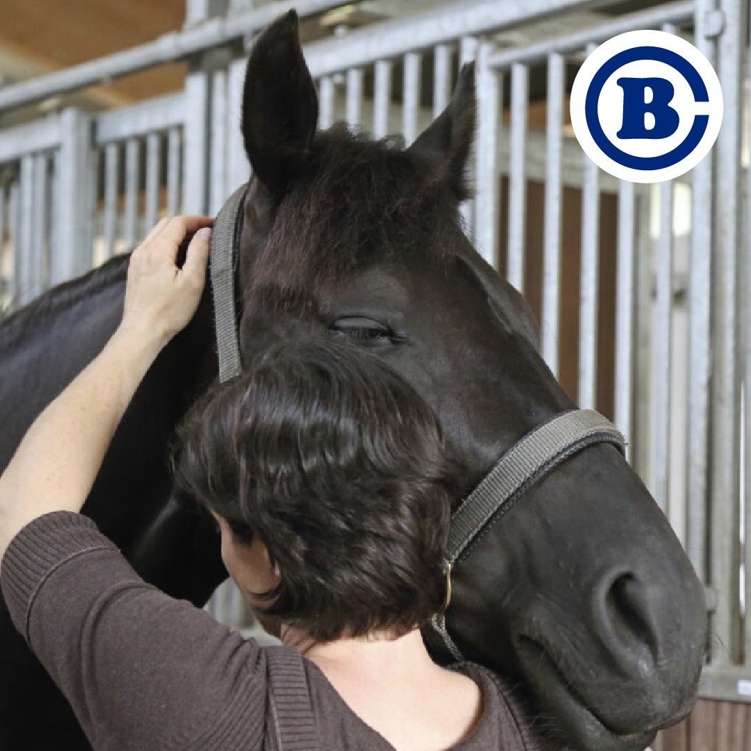 As we have focused on racing this month, it follows that many horses in sport training (as well as training in general) may require or benefit from rehabilitation services. Massage therapy, chiropractic, heat/cold therapy and therapeutic taping, as w