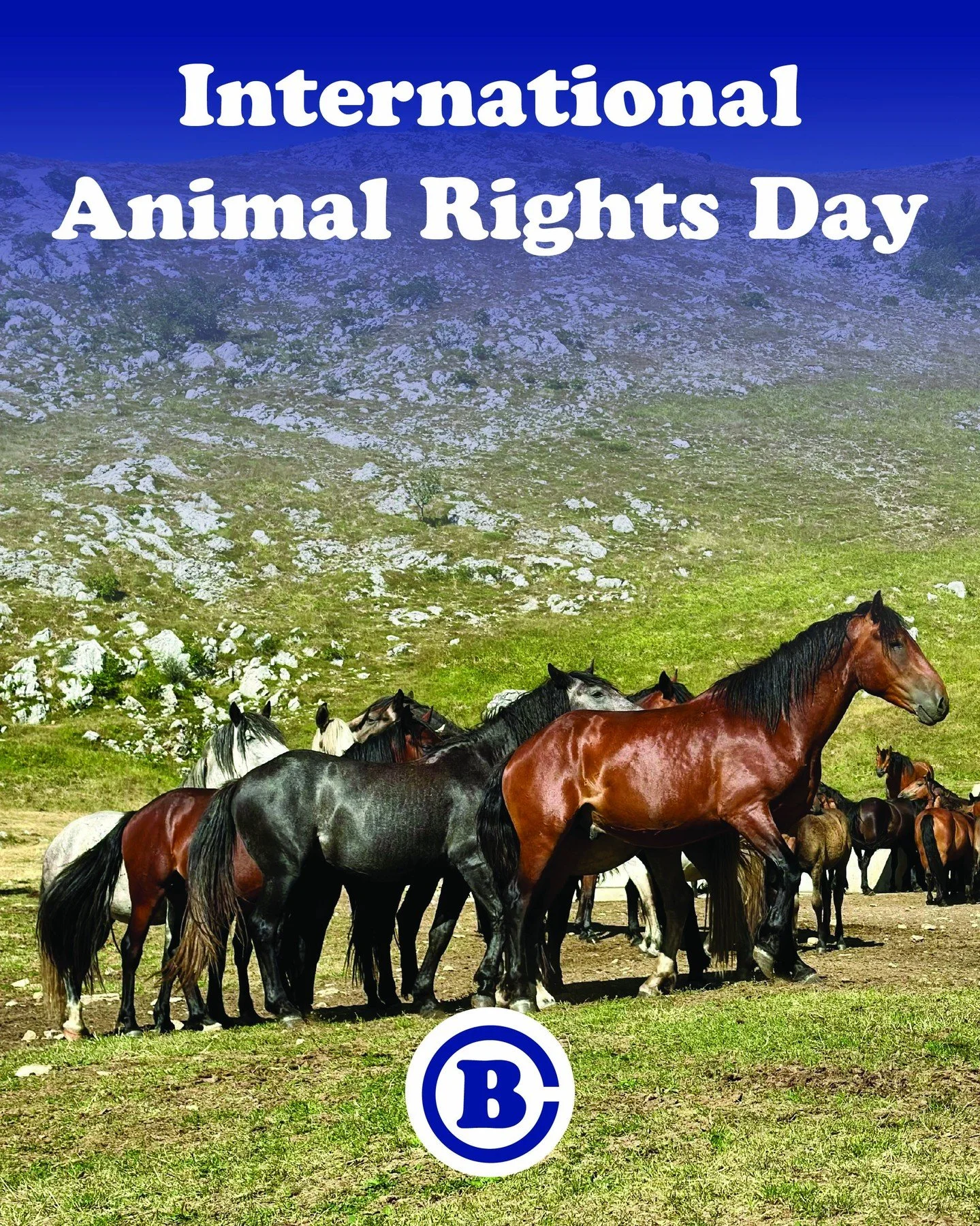 December 10 is International Animal Rights Day &mdash; it is purposely celebrated alongside Human Rights Day to remind us to always advocate for better animal protection &amp; treatment.

#AnimalRightsDay #AnimalRights #CircleB #NewEnglandStyleBarn #