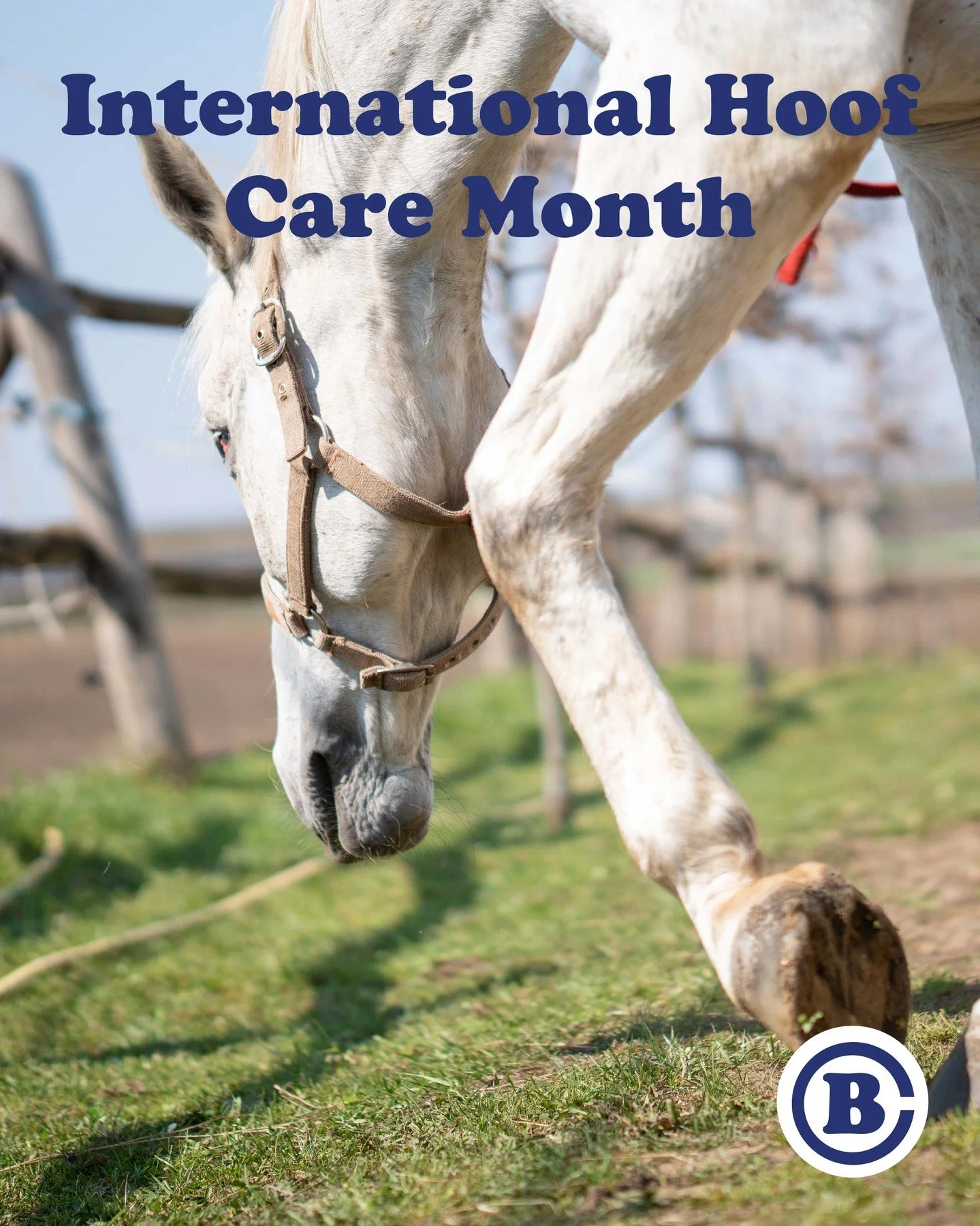 February is International Hoof Care Month! How much do you know about your horse&rsquo;s hooves? This podcast from The Humble Hoof has a conversation with a veterinarian about important hoof knowledge for horse owners. 🏇 

thehumblehoof.com/2025/11/