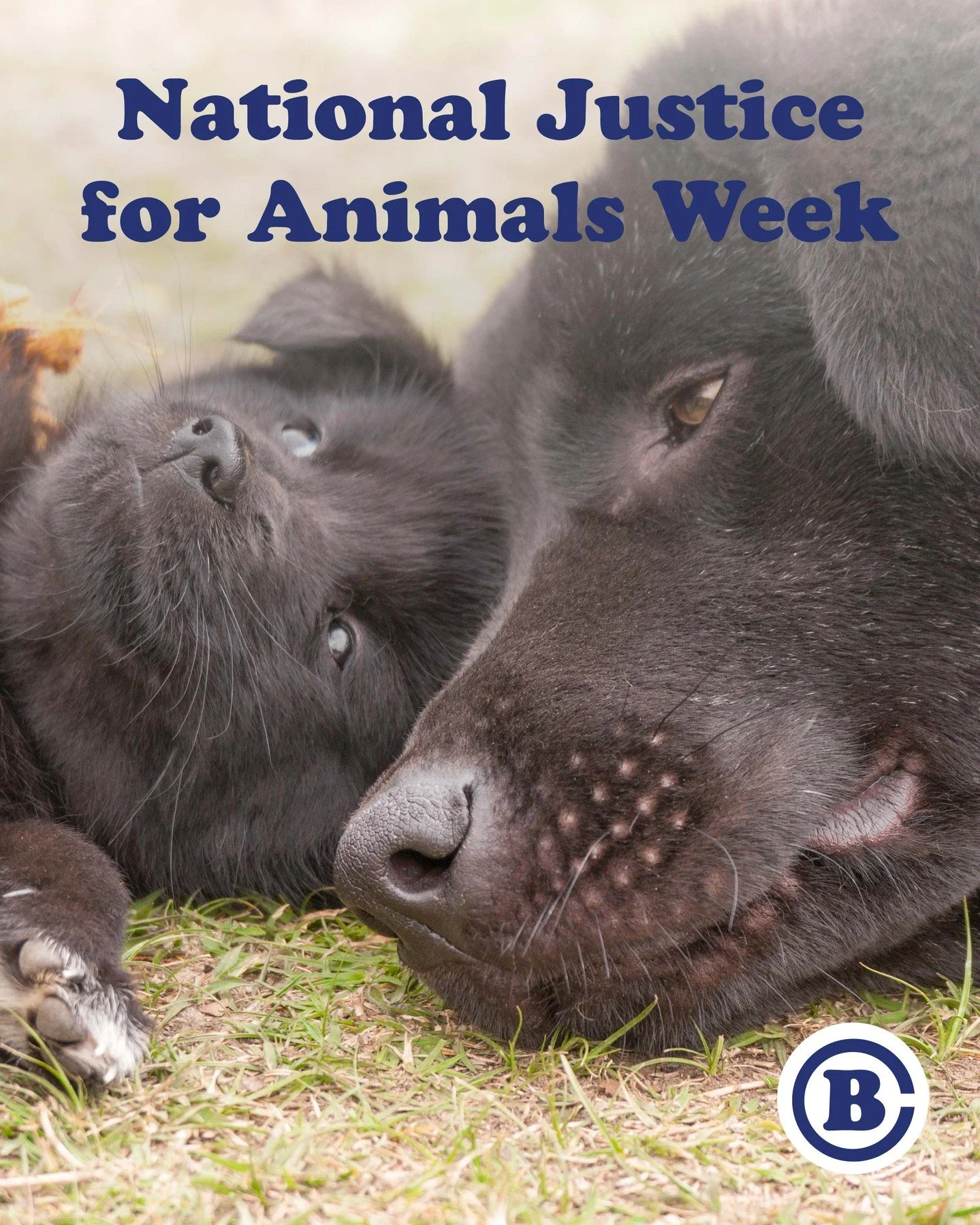 This week is Justice for Animals Week! From February 22 &ndash; 28, it&rsquo;s a prime opportunity to raise awareness of the need for strong laws to protect innocent animals from abuse. 🐾 🛡️ 💙