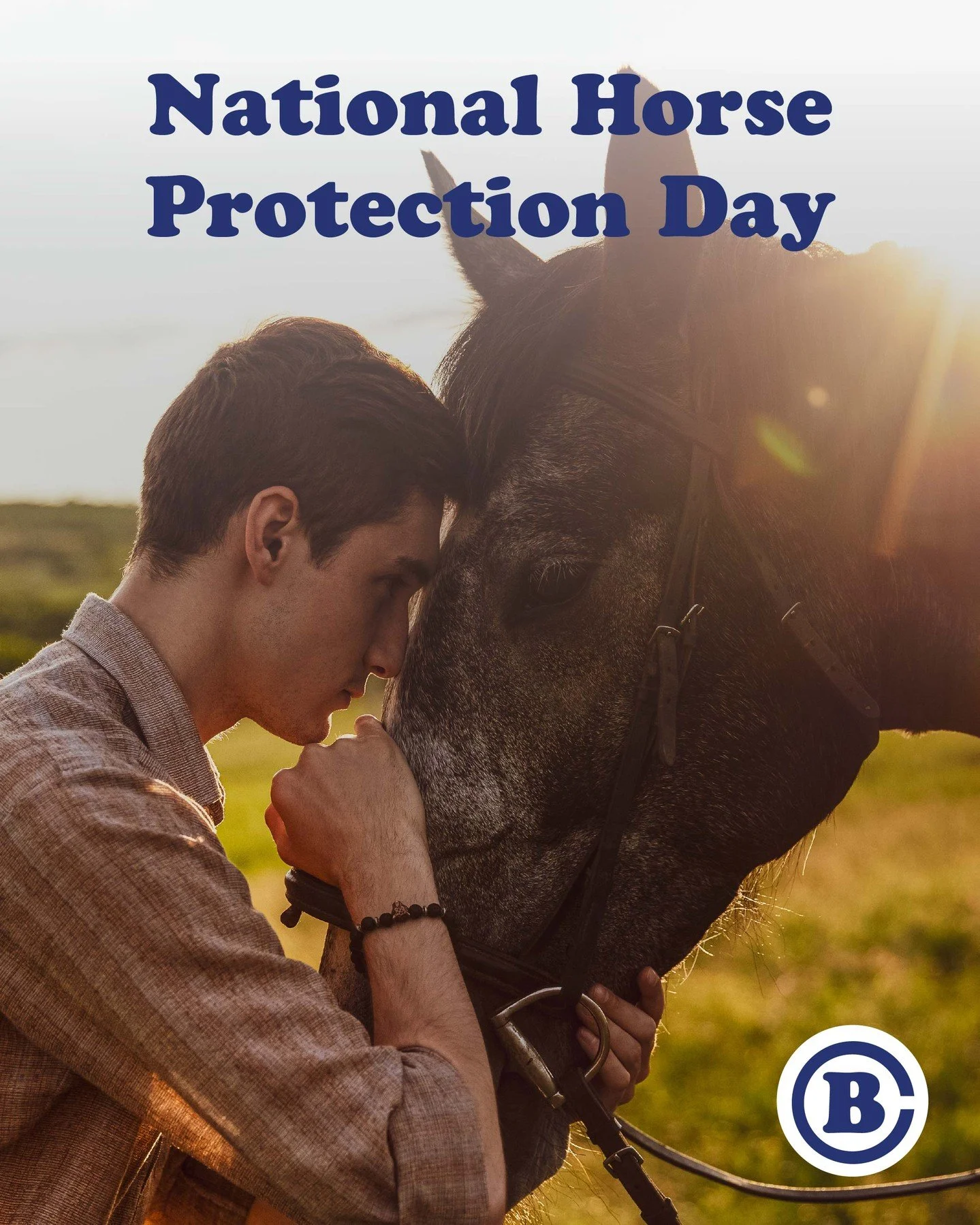 March 1st is National Horse Protection Day! 🐴 💙 
This day is all about rescuing horses from cruelty &amp; abuse &amp; helping to rehabilitate them &amp; find loving forever homes.